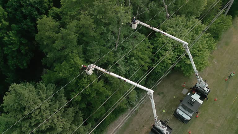 How Our Tree Care Process Works  in North Lynnwood, WA